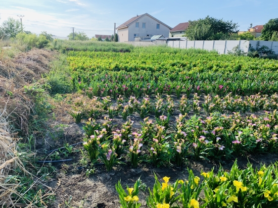 Predaj, pozemok pre rodinný dom   500 m2 Tureň