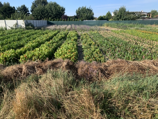 Predaj, pozemok pre rodinný dom   500 m2 Tureň