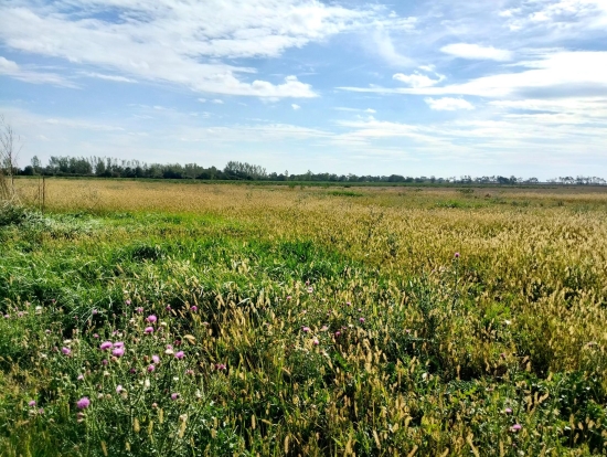 Predaj, pozemok pre rodinný dom 763 m2 Štefanovičová