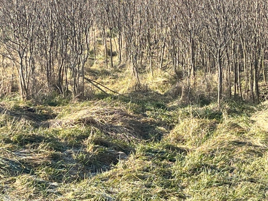 Predaj, pozemok pre rodinný dom   5137 m2 Diakovce - ZNÍŽENÁ CENA