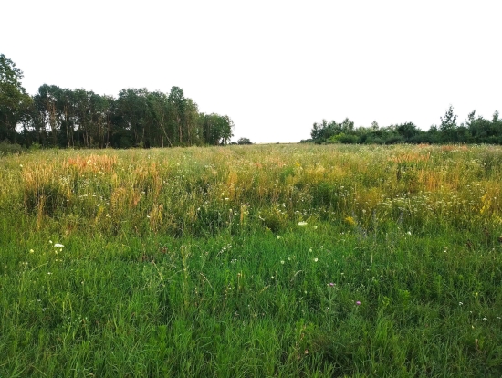 Predaj, pozemok pre rodinný dom   750 m2 Gbelce